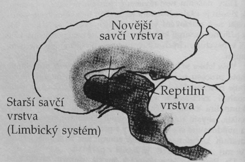 vyvoj ctyr mozku2